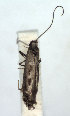  ( - DP09108)  @11 [ ] Copyright (2010) Unspecified Research Collection of W. and J. De Prins