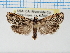  ( - USNMENT.01480312)  @11 [ ] CreativeCommons - Attribution Share-Alike (2023) Unspecified University of Oulu, Lepidoptera Research Lab