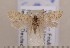  ( - CLV1728)  @11 [ ] Copyright (2010) David C. Lees Research Collection of David C. Lees
