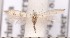  ( - CLV1737)  @12 [ ] Copyright (2010) David C. Lees Research Collection of David C. Lees