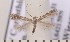  ( - CLV1771)  @12 [ ] Copyright (2010) David C. Lees Research Collection of David C. Lees