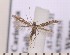  ( - CLV1785)  @12 [ ] Copyright (2010) David C. Lees Research Collection of David C. Lees