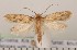  (Tinea basifasciella - CLV1943)  @13 [ ] Copyright (2011) David C. Lees Unspecified