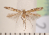  (Acrocercops tacita - CLV2029)  @13 [ ] Copyright (2011) David C. Lees Unspecified