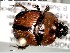  (Bolbocerosoma tumefactum - GRSM82671)  @11 [ ] CreativeCommons  Attribution Non-Commercial Share-Alike (2025) Discover Life in America Discover Life in America