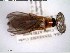  (Phengodes laticollis - GRSM84223)  @11 [ ] CreativeCommons  Attribution Non-Commercial Share-Alike (2025) Discover Life in America Discover Life in America