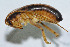  (Eremini - DBJ-14)  @13 [ ] CreativeCommons - Attribution (2010) Zhi-Jun Zhou Centre for Biodiversity Genomics