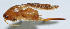  (Furcilarnaca fractiflexa - DBJ-15)  @13 [ ] CreativeCommons - Attribution (2010) Zhi-Jun Zhou Centre for Biodiversity Genomics