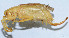  (Eugryllacris - DBJ-16)  @13 [ ] CreativeCommons - Attribution (2010) Zhi-Jun Zhou Centre for Biodiversity Genomics