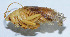  (Eugryllacris bifoliata - DBJ-17)  @13 [ ] CreativeCommons - Attribution (2010) Zhi-Jun Zhou Centre for Biodiversity Genomics