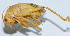  (Eugryllacris elongata - DBJ-18)  @13 [ ] CreativeCommons - Attribution (2010) Zhi-Jun Zhou Centre for Biodiversity Genomics