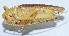  ( - DBJ-19)  @13 [ ] CreativeCommons - Attribution (2010) Zhi-Jun Zhou Centre for Biodiversity Genomics