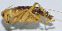  ( - DBJ-20)  @13 [ ] CreativeCommons - Attribution (2010) Zhi-Jun Zhou Centre for Biodiversity Genomics