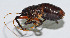  (Larnaca - DBJ-25)  @13 [ ] CreativeCommons - Attribution (2010) Zhi-Jun Zhou Centre for Biodiversity Genomics