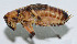  ( - DBJ-37)  @12 [ ] CreativeCommons - Attribution (2010) Zhi-Jun Zhou Centre for Biodiversity Genomics
