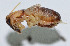  ( - DBJ-38)  @12 [ ] CreativeCommons - Attribution (2010) Zhi-Jun Zhou Centre for Biodiversity Genomics