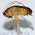  (Melaneremus fuscoterminatus - DBJ-49)  @13 [ ] CreativeCommons - Attribution (2010) Zhi-Jun Zhou Centre for Biodiversity Genomics