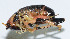  ( - DBJ-55)  @13 [ ] CreativeCommons - Attribution (2010) Zhi-Jun Zhou Centre for Biodiversity Genomics