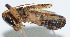  ( - DBJ-58)  @12 [ ] CreativeCommons - Attribution (2010) Zhi-Jun Zhou Centre for Biodiversity Genomics
