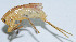  ( - DBJ-61)  @13 [ ] CreativeCommons - Attribution (2010) Zhi-Jun Zhou Centre for Biodiversity Genomics