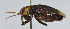  ( - DBJ-67)  @13 [ ] CreativeCommons - Attribution (2010) Zhi-Jun Zhou Centre for Biodiversity Genomics
