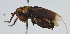  (Glolarnaca - DBJ-68)  @13 [ ] CreativeCommons - Attribution (2010) Zhi-Jun Zhou Centre for Biodiversity Genomics