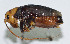  ( - DBJ-70)  @13 [ ] CreativeCommons - Attribution (2010) Zhi-Jun Zhou Centre for Biodiversity Genomics
