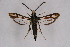  ( - FP Lep 00598)  @13 [ ] CreativeCommons - Attribution Non-Commercial Share-Alike (2009) Unspecified Sesiidae Research Group