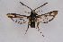  ( - FP Lep 00601)  @13 [ ] CreativeCommons - Attribution Non-Commercial Share-Alike (2009) Unspecified Sesiidae Research Group