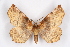  ( - FP Lep 00638)  @14 [ ] CreativeCommons - Attribution Non-Commercial Share-Alike (2009) Unspecified Sesiidae Research Group