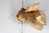  ( - FP Lep 00642)  @14 [ ] CreativeCommons - Attribution Non-Commercial Share-Alike (2009) Unspecified Sesiidae Research Group