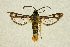  (Chamaesphecia iranica - CCDB-04616 A03)  @14 [ ] CreativeCommons - Attribution Non-Commercial Share-Alike (2010) Sesiidae Research Group Sesiidae Research Group