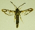  ( - RS Lep 00048)  @13 [ ] CreativeCommons - Attribution Non-Commercial Share-Alike (2009) Unspecified Sesiidae Research Group