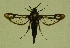  ( - CCDB-04643 A03)  @11 [ ] CreativeCommons - Attribution Non-Commercial Share-Alike (2010) Sesiidae Research Group Sesiidae Research Group