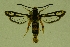  (Chamaesphecia masariformis masariformis - CCDB-04643 C06)  @14 [ ] CreativeCommons - Attribution Non-Commercial Share-Alike (2010) Sesiidae Research Group Sesiidae Research Group