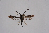  ( - CCDB-04641 D09)  @11 [ ] CreativeCommons - Attribution Non-Commercial Share-Alike (2010) Sesiidae Research Group Sesiidae Research Group