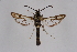  (Chamaesphecia gorbunovi - CCDB-04608 F01)  @13 [ ] CreativeCommons - Attribution Non-Commercial Share-Alike (2010) Sesiidae Research Group Sesiidae Research Group