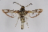  (Chamaesphecia albida - CCDB-04608 F02)  @14 [ ] CreativeCommons - Attribution Non-Commercial Share-Alike (2010) Sesiidae Research Group Sesiidae Research Group