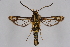  (Chamaesphecia turbida - CCDB-04641 H08)  @14 [ ] CreativeCommons - Attribution Non-Commercial Share-Alike (2010) Sesiidae Research Group Sesiidae Research Group