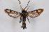  (Chamaesphecia jitkae - CCDB-04608 G03)  @13 [ ] CreativeCommons - Attribution Non-Commercial Share-Alike (2010) Sesiidae Research Group Sesiidae Research Group