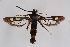  (Chamaesphecia mutilata - CCDB-04608 G11)  @13 [ ] CreativeCommons - Attribution Non-Commercial Share-Alike (2010) Sesiidae Research Group Sesiidae Research Group