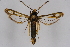  ( - CCDB-04609 B01)  @13 [ ] CreativeCommons - Attribution Non-Commercial Share-Alike (2010) Sesiidae Research Group Sesiidae Research Group