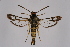  (Chamaesphecia taurica - CCDB-04609 D01)  @13 [ ] CreativeCommons - Attribution Non-Commercial Share-Alike (2010) Sesiidae Research Group Sesiidae Research Group