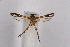  ( - CCDB-04616 F05)  @11 [ ] CreativeCommons - Attribution Non-Commercial Share-Alike (2010) Sesiidae Research Group Sesiidae Research Group