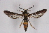  ( - CCDB-04616 G08)  @11 [ ] CreativeCommons - Attribution Non-Commercial Share-Alike (2010) Sesiidae Research Group Sesiidae Research Group