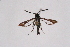  ( - CCDB-04609 H02)  @12 [ ] CreativeCommons - Attribution Non-Commercial Share-Alike (2010) Sesiidae Research Group Sesiidae Research Group