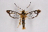  ( - CCDB-04610 H10)  @11 [ ] CreativeCommons - Attribution Non-Commercial Share-Alike (2010) Sesiidae Research Group Sesiidae Research Group