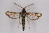  ( - CCDB-04611 A09)  @12 [ ] CreativeCommons - Attribution Non-Commercial Share-Alike (2010) Sesiidae Research Group Sesiidae Research Group
