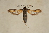  ( - CCDB-04643 G10)  @11 [ ] CreativeCommons - Attribution Non-Commercial Share-Alike (2010) Sesiidae Research Group Sesiidae Research Group