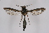  ( - CCDB-04643 H03)  @13 [ ] CreativeCommons - Attribution Non-Commercial Share-Alike (2010) Sesiidae Research Group Sesiidae Research Group